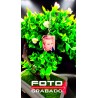 FotoGrabado Plata COLOR - Placa 2x2.5 cm