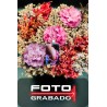 FotoGrabado COLOR - Placa 3 x 2 cm